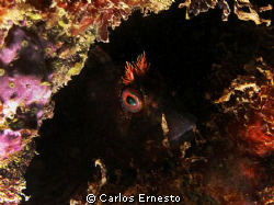 Parablennius gattorugine. Olympus c-7070 and Ys- 60 strob by Carlos Ernesto 